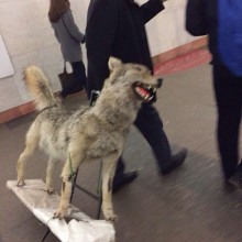 �������, ���������� � �������� ����