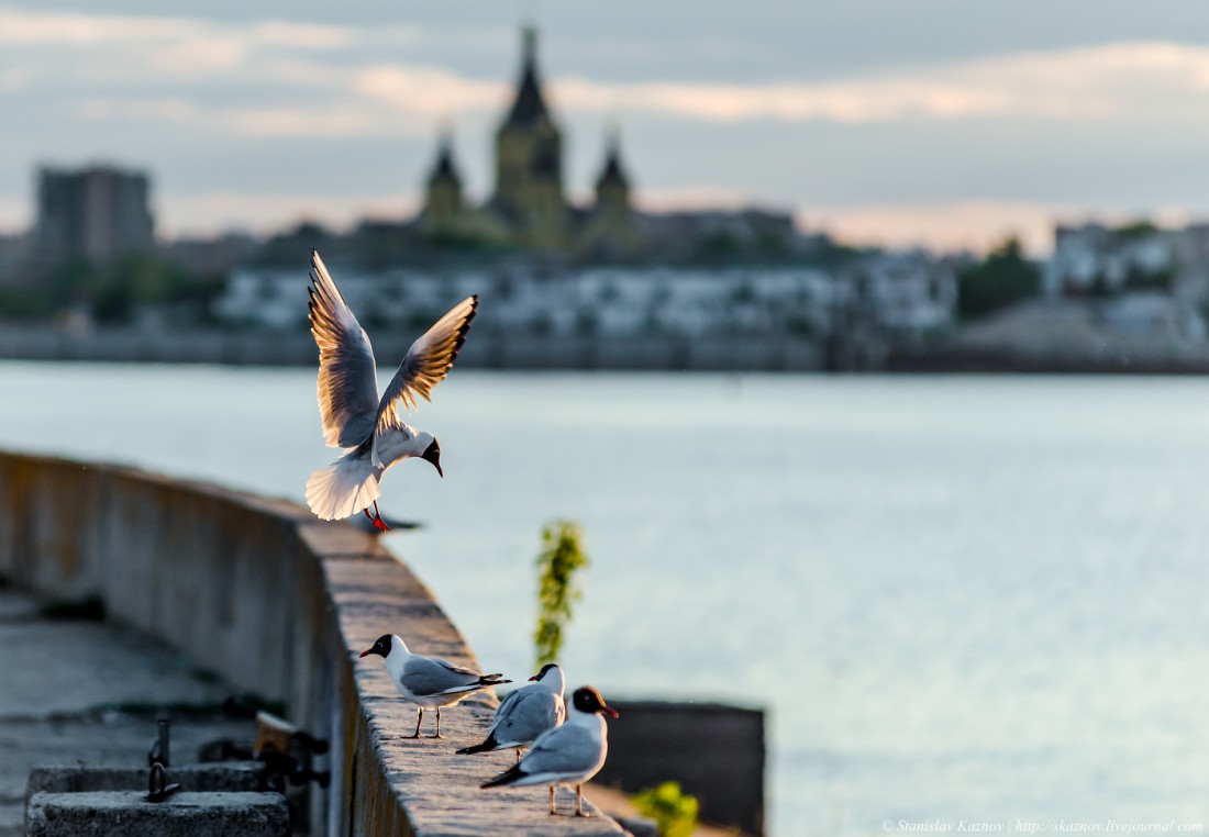 �������, ���������� � �������� ����