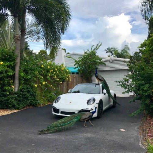 �������, ���������� � �������� ����