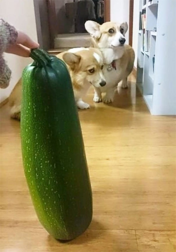 �������, ���������� � �������� ����