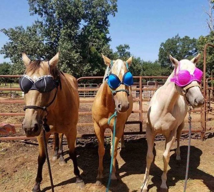 �������, ���������� � �������� ����