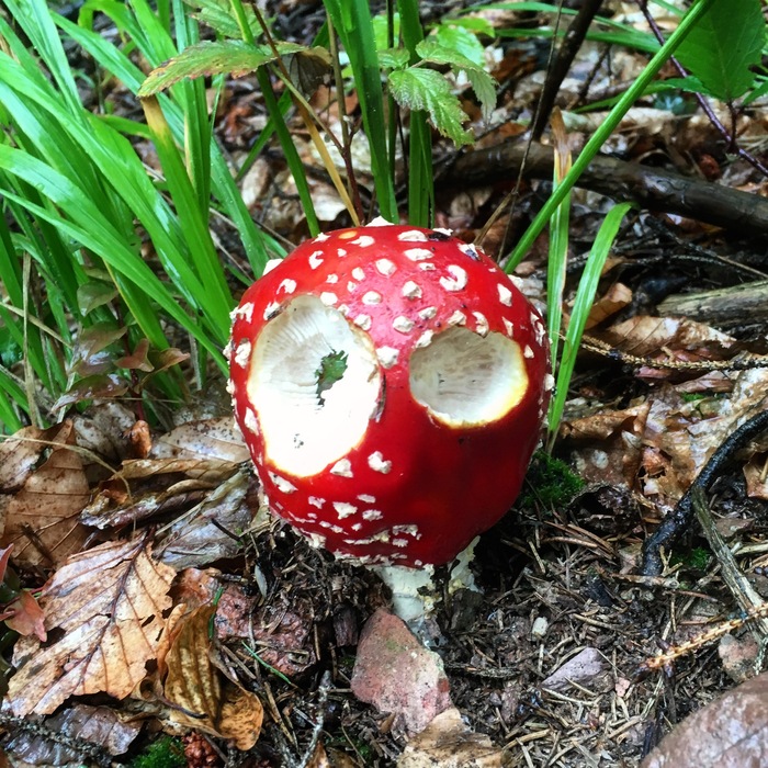 �������, ���������� � �������� ����