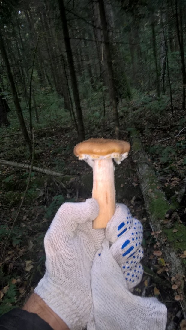 �������, ���������� � �������� ����