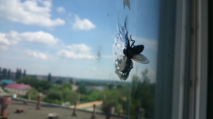 �������, ���������� � �������� ����