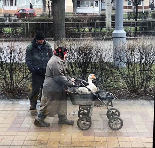 �������, ���������� � �������� ����