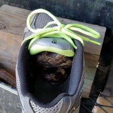 �������, ���������� � �������� ����