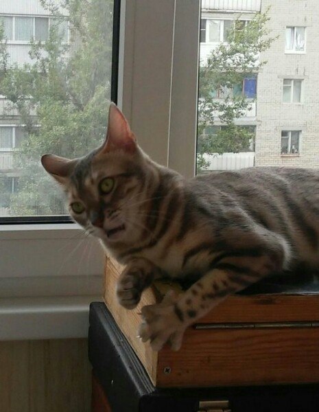 �������, ���������� � �������� ����