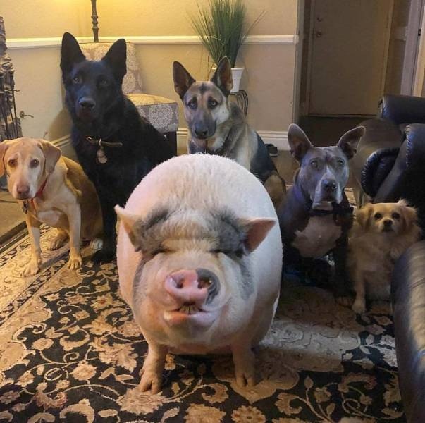�������, ���������� � �������� ����