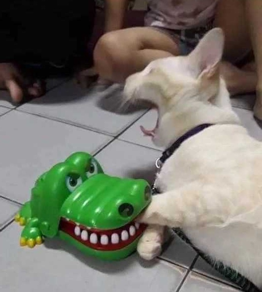 �������, ���������� � �������� ����