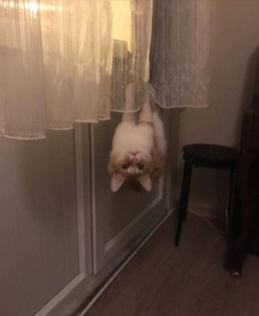 �������, ���������� � �������� ����