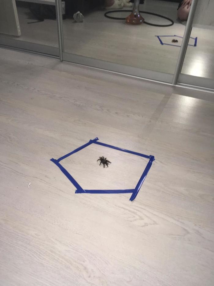 �������, ���������� � �������� ����