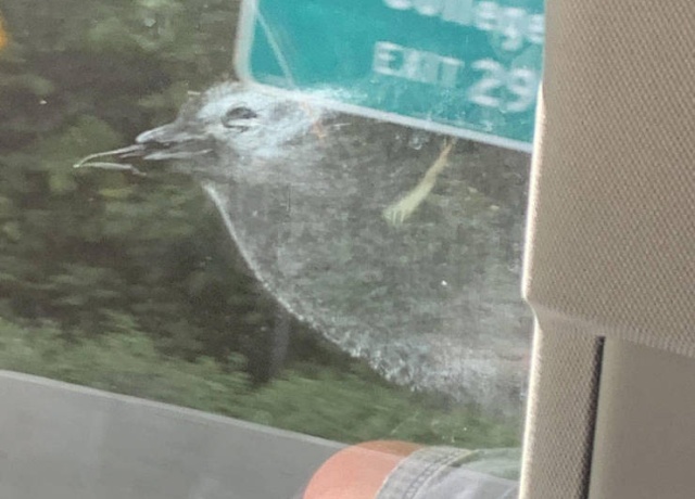 �������, ���������� � �������� ����