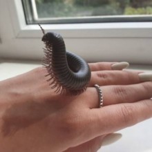 �������, ���������� � �������� ����