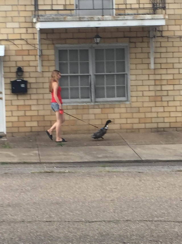 �������, ���������� � �������� ����