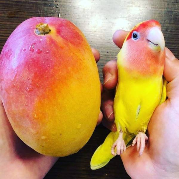 �������, ���������� � �������� ����