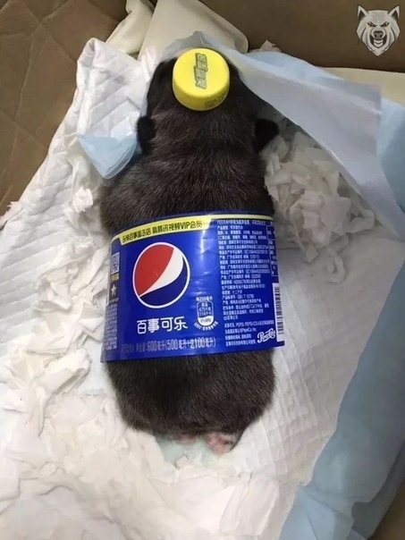 �������, ���������� � �������� ����