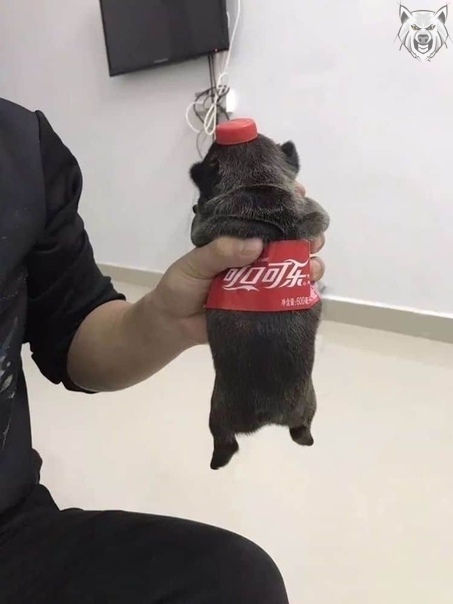 �������, ���������� � �������� ����