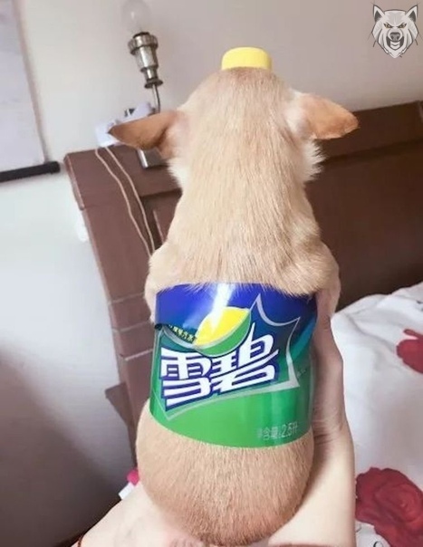 �������, ���������� � �������� ����
